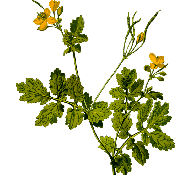 bylina na zmiernenie bolesti semenníkov u mužov